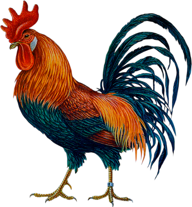 Rooster Png Images Rooster Png Images