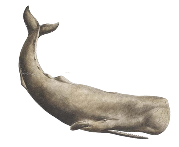 Whale free transparent cutouts