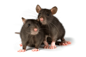 Free mice & rats png images.