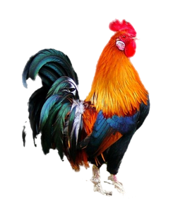 Cock PNGs