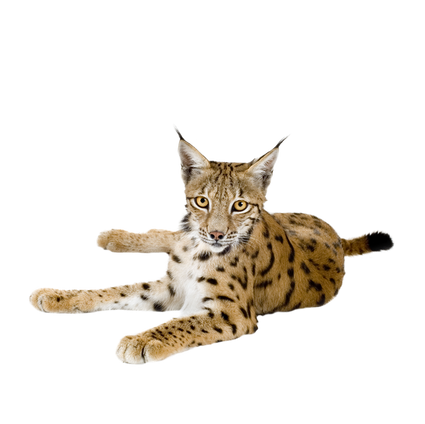 Lynx PNGs