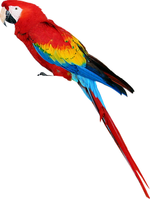 Free parrot png images.