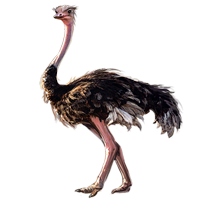 Ostrich transparent images