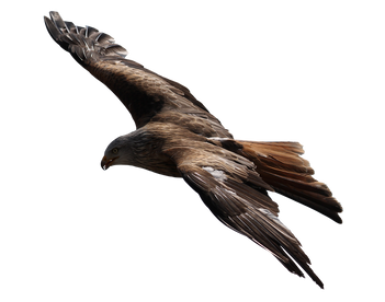 PNG images: flying, eagle, bird,