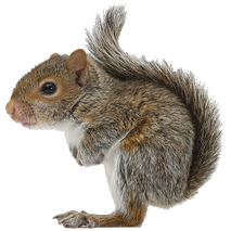 Free squirrel png images.