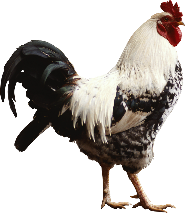 Rooster Png Images Rooster Png Images
