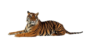 PNG images: Tiger