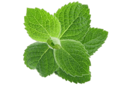 Herb PNG images