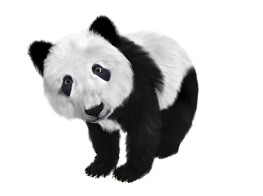 panda png images panda png images