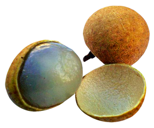 Longan-PNG-Image.png