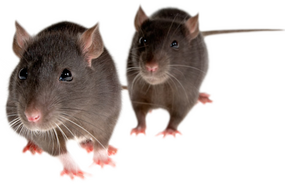 Free mice & rats png images.