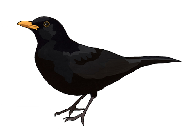 Bird Png Images