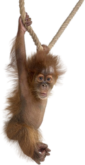 orangutan png images orangutan png images