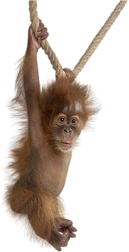 Orangutan (26).png