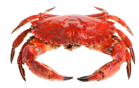 Crab PNGs