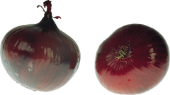 Onion, free PNGs