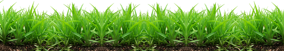 Grass, free PNGs