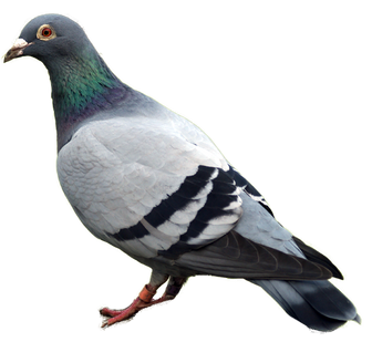 Free pigeon png images.
