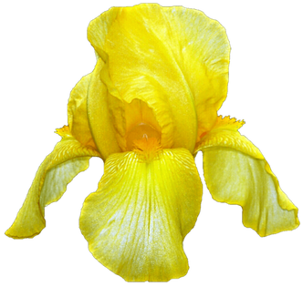 Iris (3).png