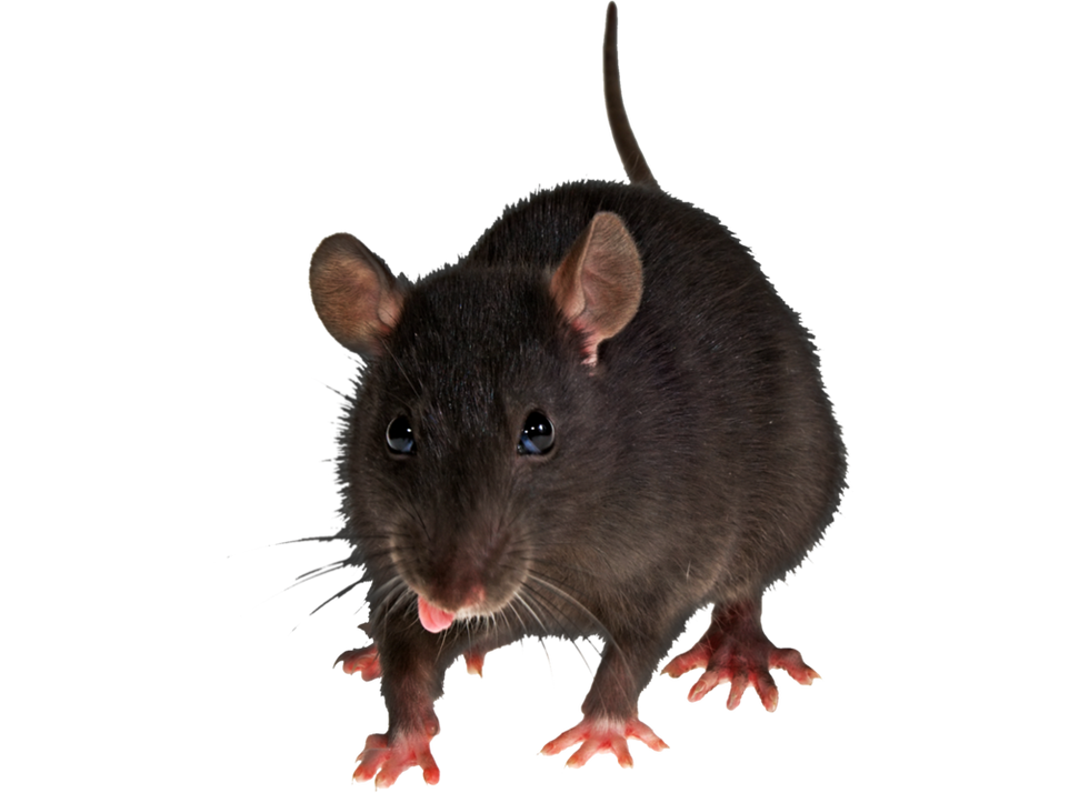 Free mice & rats png images.