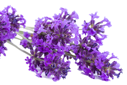 Lavender PNG images