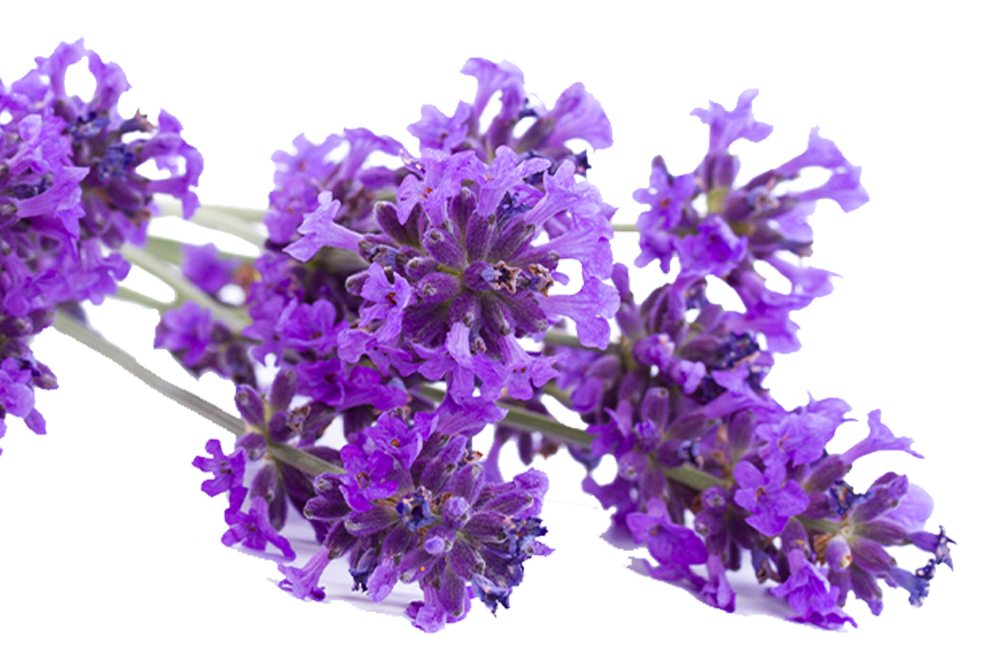 Lavender Flower Png - PNG Image Collection
