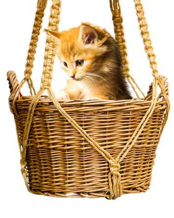 PNG images: cat, kitten, basket