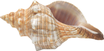 Shell, free PNGs