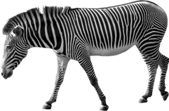 PNG images: Zebra