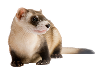 Free png ferret images.
