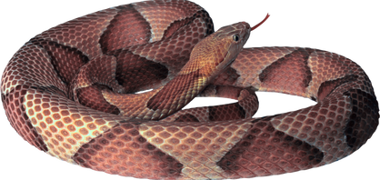 Free snake png images.