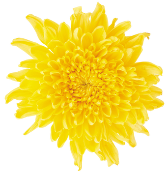 Dandelion, free pngs