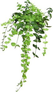 Vines PNG images