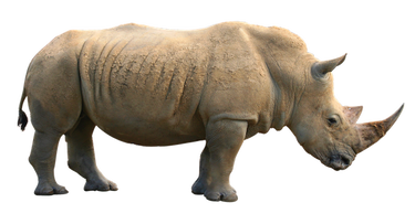 rhino png images rhino png images