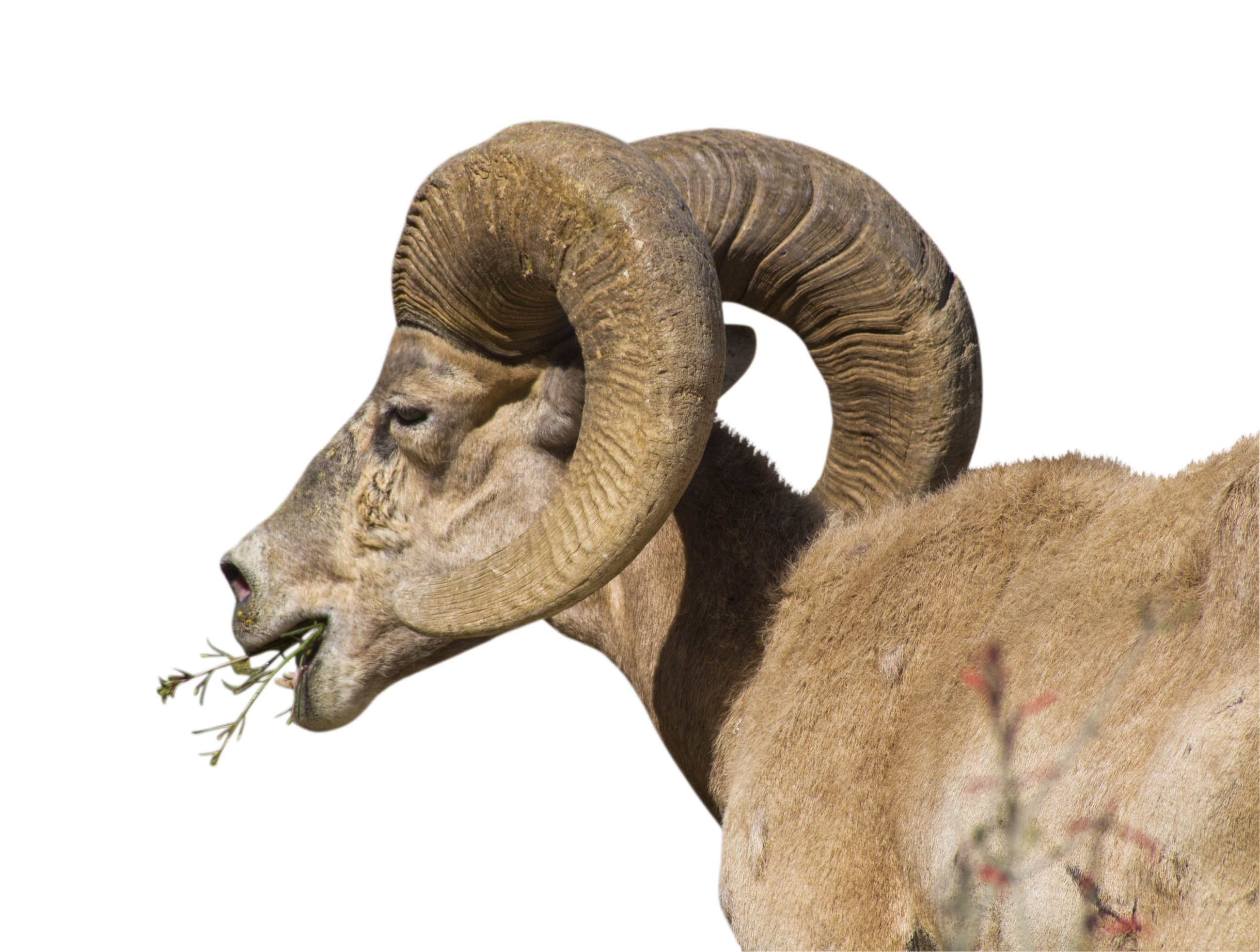 PNG images | Premium Collection