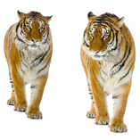PNG images: Tiger