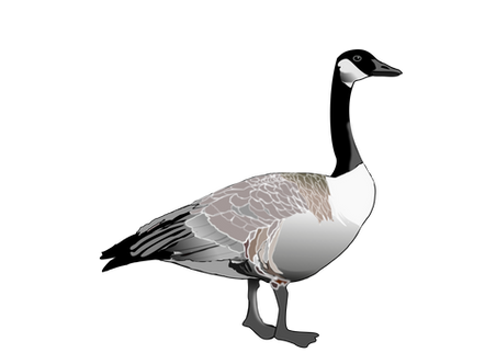 Goose PNGs