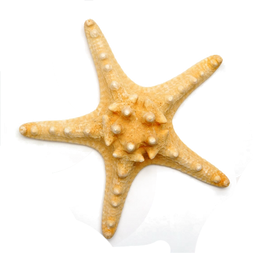 Starfish (39).png