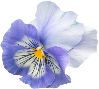 PNG images | Flower Collection