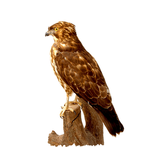 Falcon PNG images