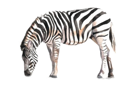 PNG images: Zebra