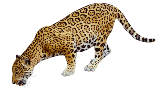 PNG images: Leopard