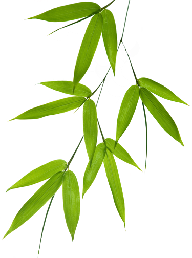 Bamboo PNG images