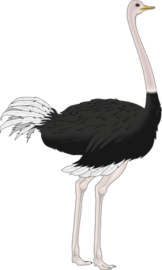 Ostrich transparent images