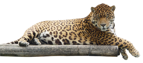Jaguar PNGs