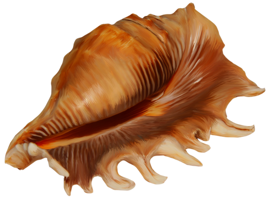 Shell, free PNGs