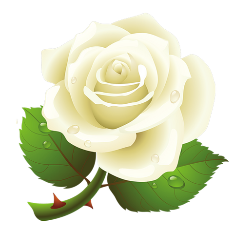White rose, free pngs