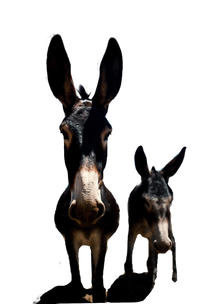 Donkey PNG images