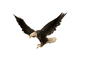 PNG images: Eagle