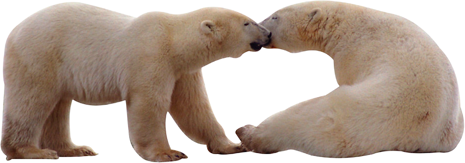 Polar bear free transparent images